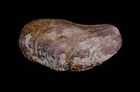 藏品(雲雀殼菜蛤(雲雀蛤))的圖片